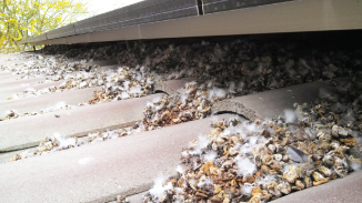 Pigeon poop under solar panel before pigeon control screening